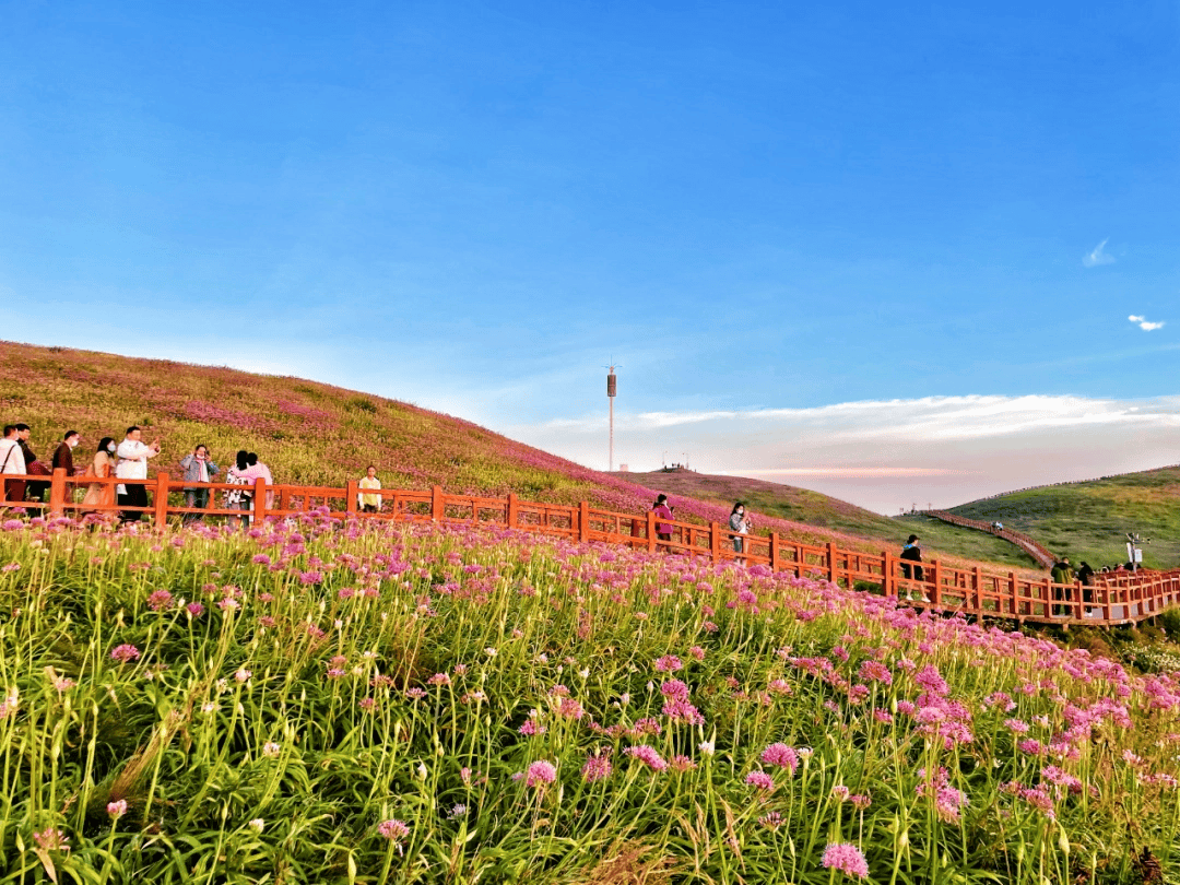 赫章阿西里西韭菜坪景区：徜徉紫色花海拍大片